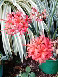 Nerine (Red)