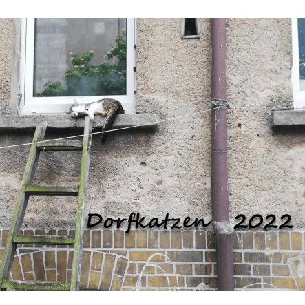 Image of Dorfkatzenkalender 2022