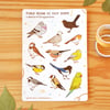 Field Guide to City Birds sticker sheet
