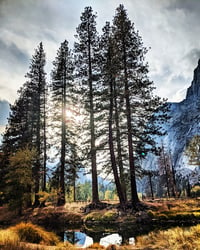 Stand Tall Yosemite