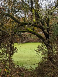 Emerald Pond