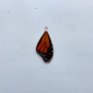 Image of Monarch Butterfly Wing no.11