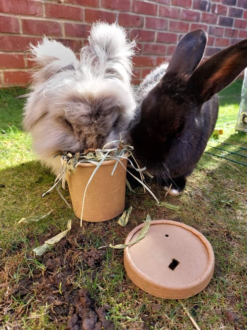 Image of Enrichment drinks cup filled with forage (‘FAKEAWAY RANGE’)
