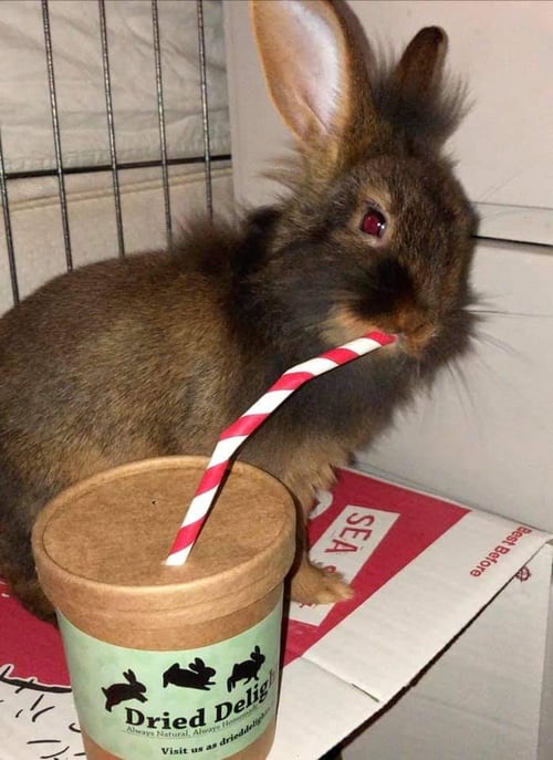 Image of Enrichment drinks cup filled with forage (‘FAKEAWAY RANGE’)
