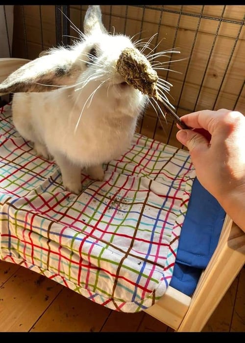 Image of Healthy Munchy treat lollipops (no oats!)