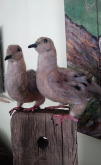 Image 5 of Pair of Mourning Doves