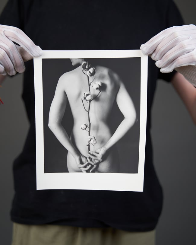 Cotton 2 - From Flowers and Elements project 20 x 25 cm 