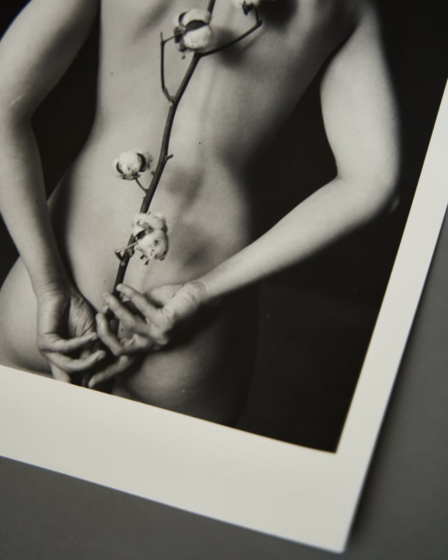 Cotton 2 - From Flowers and Elements project 20 x 25 cm 