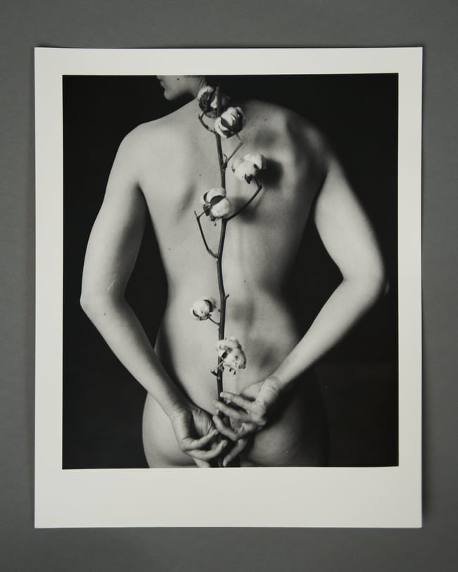 Cotton 2 - From Flowers and Elements project 20 x 25 cm 