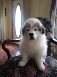 Image 2 of 15" Great Pyrenees sitting puppy 