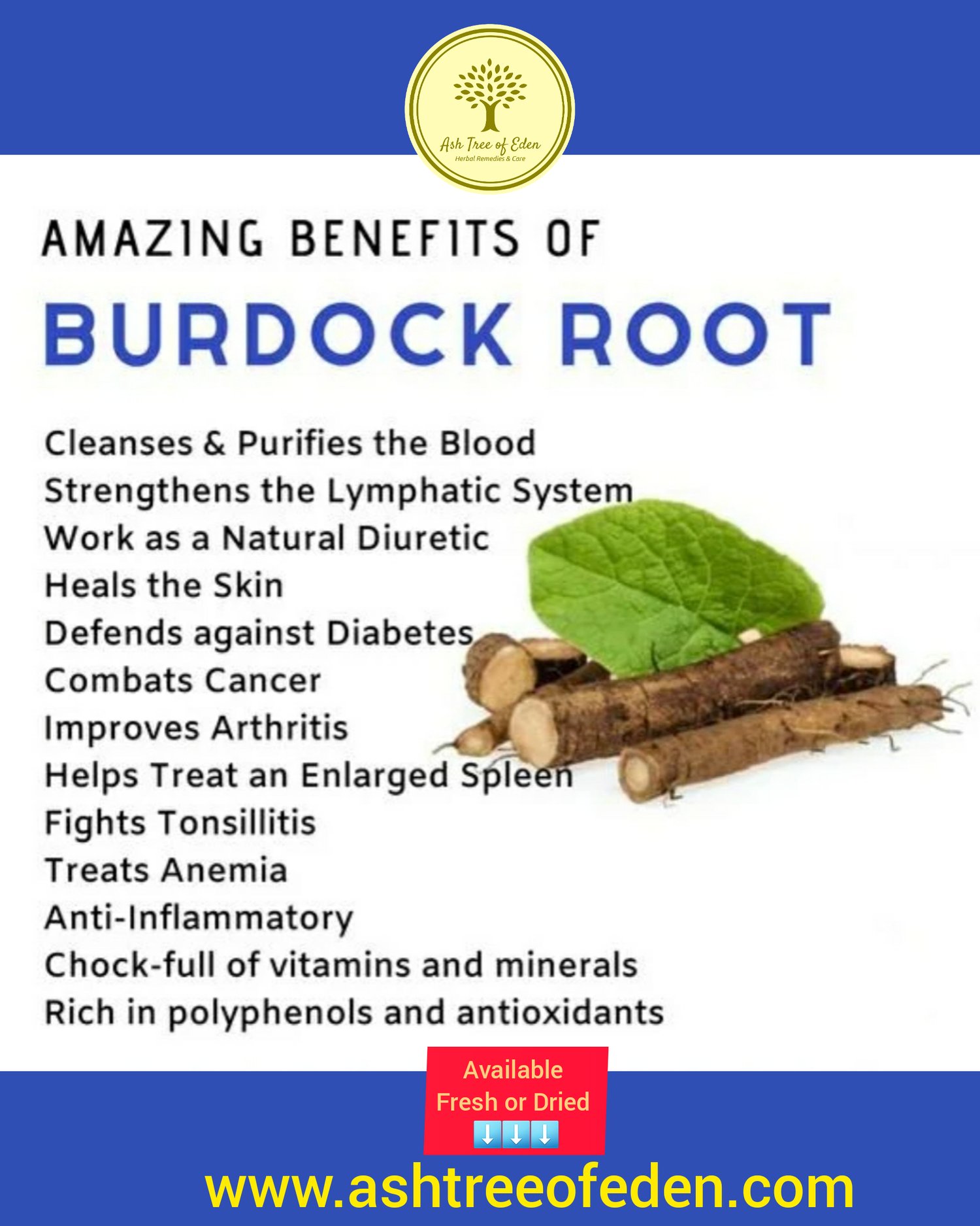 Organic Burdock Root, Whole (Fresh) | Ash Tree of Eden, LLC