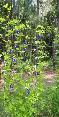 Image 3 of Australian Grown Butterfly Pea