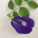 Image 3 of Butterfly Pea Seeds