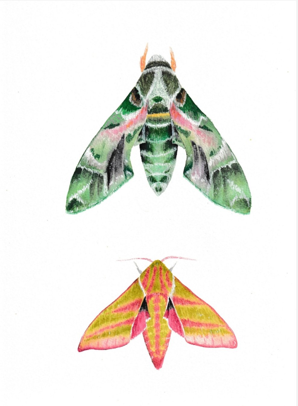 Image of Daphnis nerii and Deilephila elpenor Moth Watercolor Illustration PRINT 