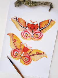 Image 3 of Antherina suraka Moth Watercolor Illustration PRINT 