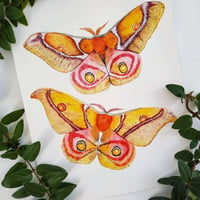 Image 4 of Antherina suraka Moth Watercolor Illustration PRINT 