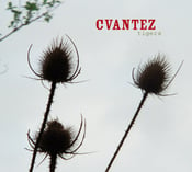 Image of CVANTEZ - Tigers