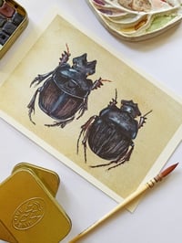 Image 5 of Dung Beetle Watercolor Illustration LIMITED EDITION PRINT 