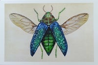 Image 5 of Green Jewel Beetle Watercolor Illustration LIMITED EDITION PRINT 