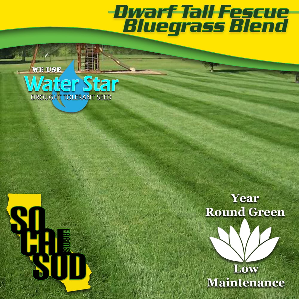 Image of DWARF TALL FESCUE / BLUEGRASS BLEND