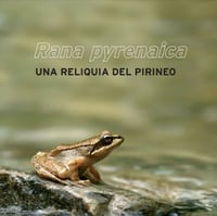 Rana pyrenaica: Una reliquia del Pirineo
