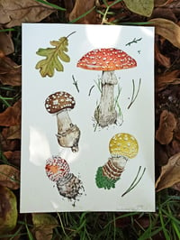 Image 2 of Amanita Muscaria Watercolor Illustration, ORIGINAL ARTWORK 