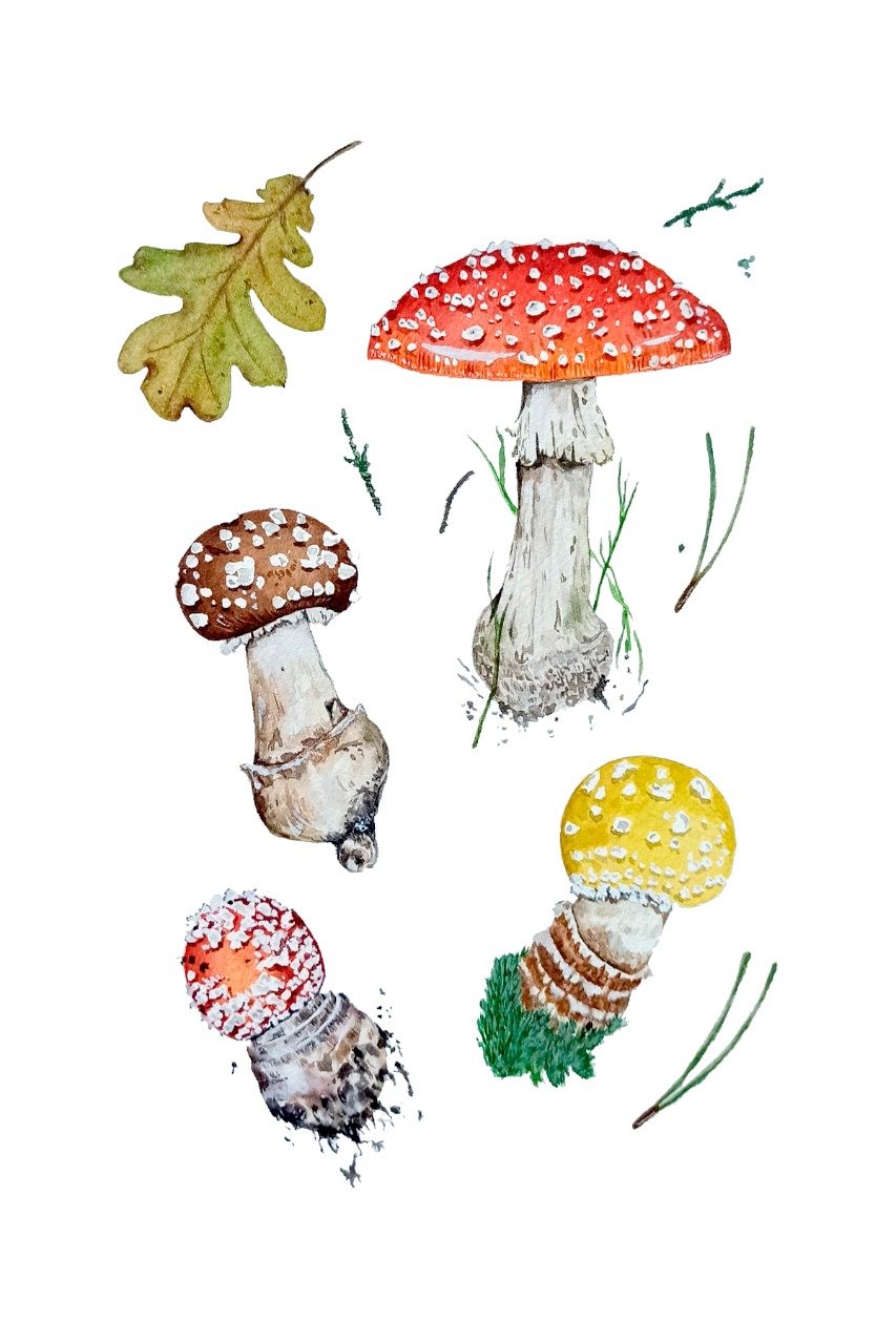 Image of Amanita Muscaria Watercolor Illustration PRINT