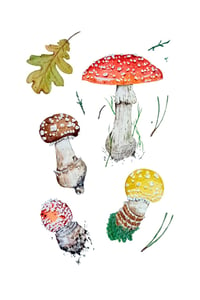 Image 3 of Amanita Muscaria Watercolor Illustration PRINT