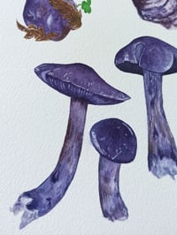 Image 4 of Cortinarius Violaceous Watercolor Illustration ORIGINAL ARTWORK 