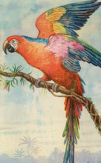 Image 1 of Scarlett Macaw Postcard
