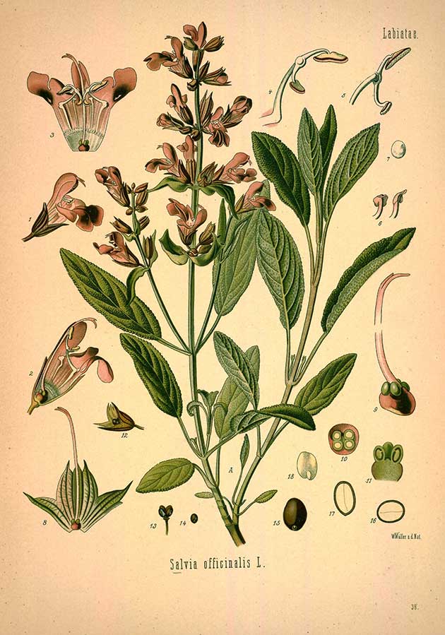 Image of Sage & Blackberry