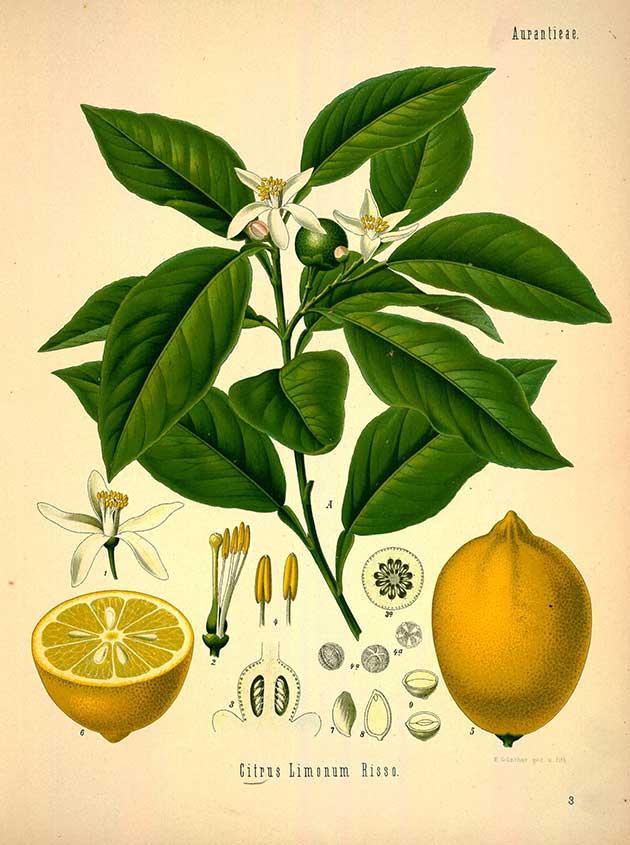 Image of Eucalyptus Lemon 
