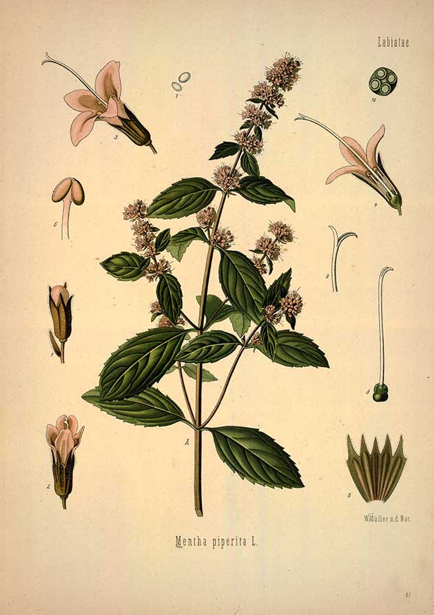 Image of Pink Peppermint