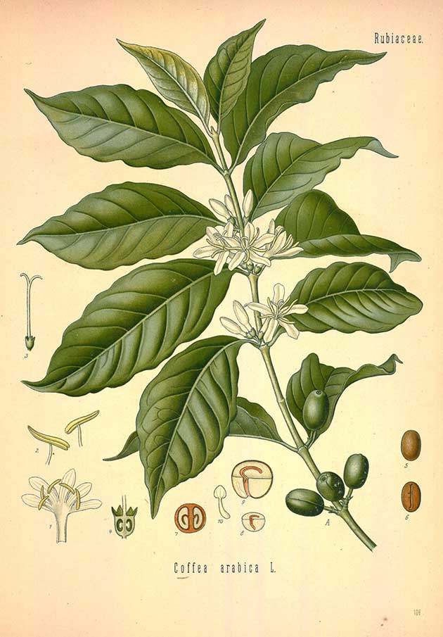 Image of Espresso Vanilla