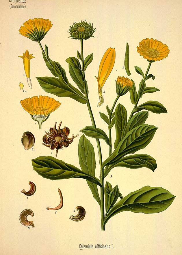 Image of Summertime