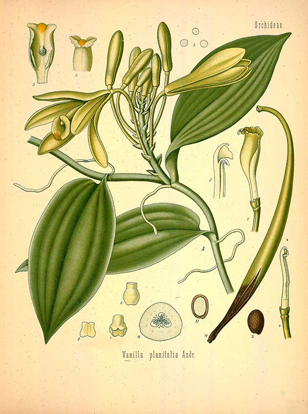 Image of Vanilla Almond