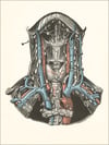Cutaway view of Neck Anatomy Postcard