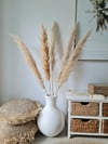 Pampas Grass Natural Seedy 