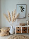 Pampas Grass Blonde Fluffy No.1