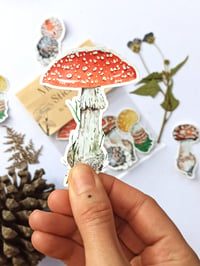 Image 3 of Amanita Muscaria Mushroom Sticker Pack, Waterproof and Scratch resistant. 