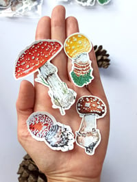 Image 1 of Amanita Muscaria Mushroom Sticker Pack, Waterproof and Scratch resistant. 