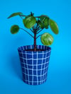 Plant pot 'blau kariert'