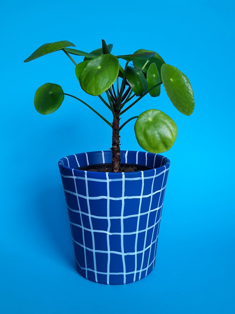 Plant pot 'blau kariert'