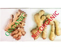 Organic Ginger Root, Whole (Fresh)
