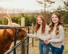 Highland Cow Mini Sessions, June 18th