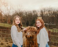 Image 5 of Highland Cow Mini Sessions, June 18th