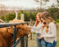 Image 2 of Highland Cow Mini Sessions, June 18th