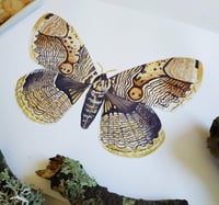 Image 4 of Brahmaea Moth  Watercolor Illustration, PRINT 