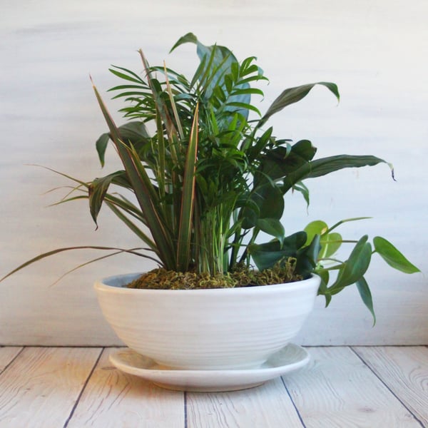 Image of Rustic Modern Planter and Dish, Handmade Pottery Flower Pot in Modern Matte White Glaze, Made in USA