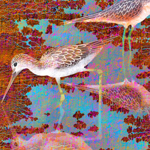 Image of Dippers at Dusk